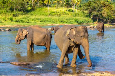 Bir yaz günü Sri Lanka 'nın merkezindeki nehirde fil sürüsü.