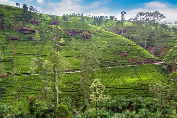 Plantações Chá Sri Lanka — Fotografia de Stock