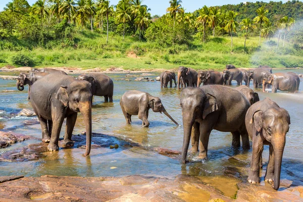 Troupeau Éléphants Bord Rivière Sri Lanka — Photo