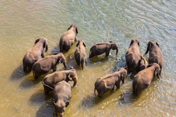 Troupeau Éléphants Sri Lanka Dans Une Journée Été — Photo