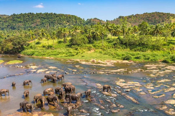 Troupeau Éléphants Orphelinat Des Éléphants Sri Lanka — Photo