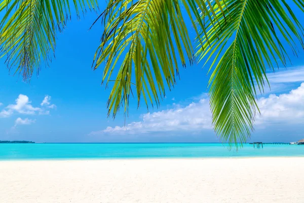 Spiaggia Tropicale Con Foglie Palma Cocco Una Giornata Sole — Foto Stock