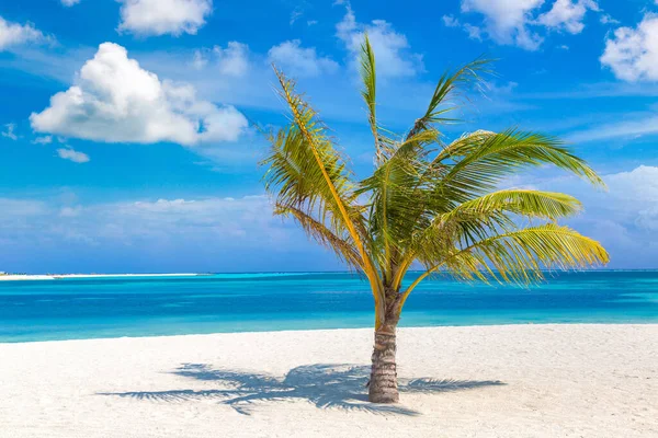 夏の晴れた日にシングルココナッツパームと熱帯のビーチ — ストック写真