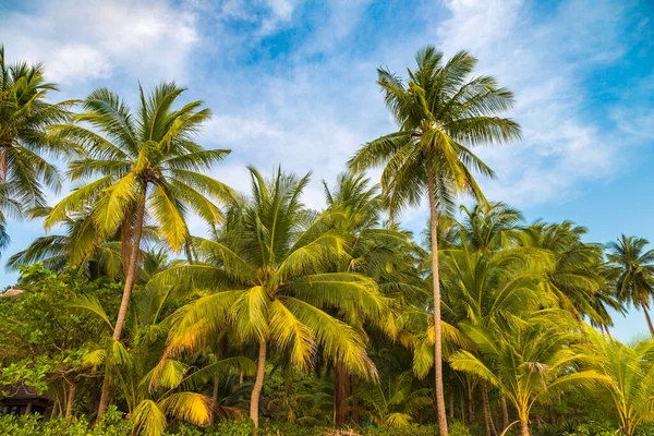 Palm Tree Beautiful Tropical Beach Summer Day — Fotografia de Stock