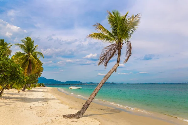 Singola Piccola Palma Appesa Sulla Spiaggia Tropicale Con Sabbia Bianca — Foto Stock