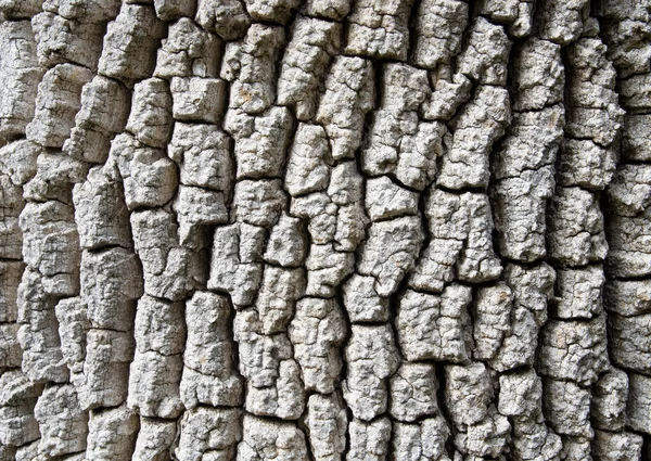 Corteccia primo piano sfondo — Foto Stock