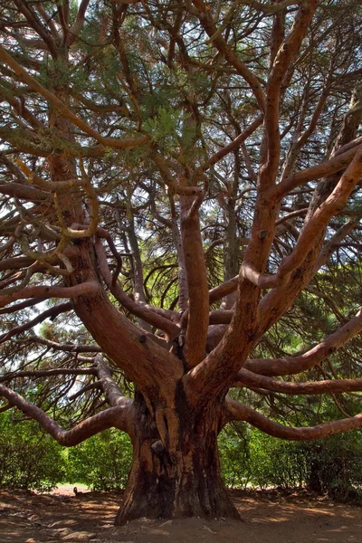 Velké borovice. — Stock fotografie