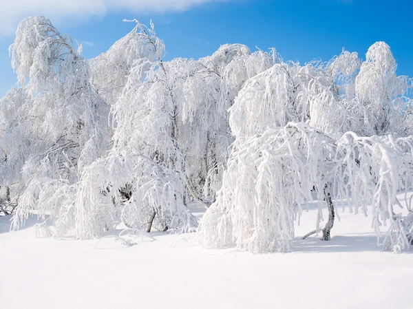 Zasněžené stromy. — Stock fotografie