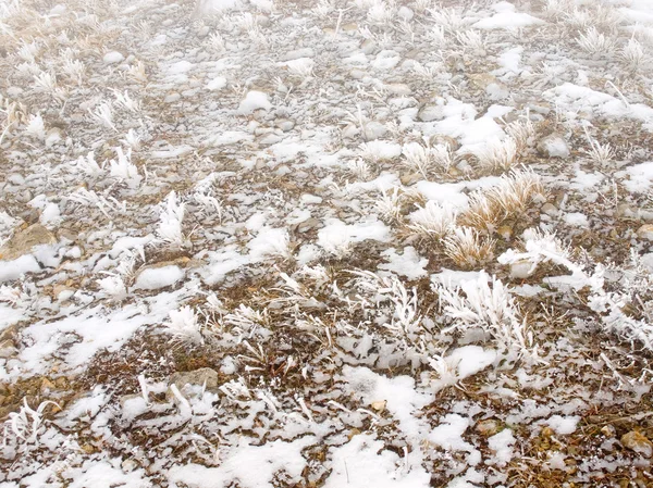 Sneeuw bedekte gras. — Stockfoto