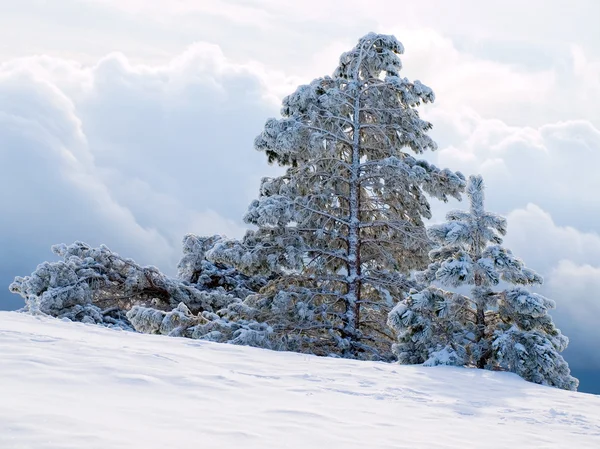 Snöiga tallar. — Stockfoto