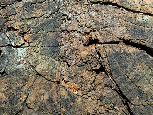 Old wood texture closeup background. — Stock Photo, Image