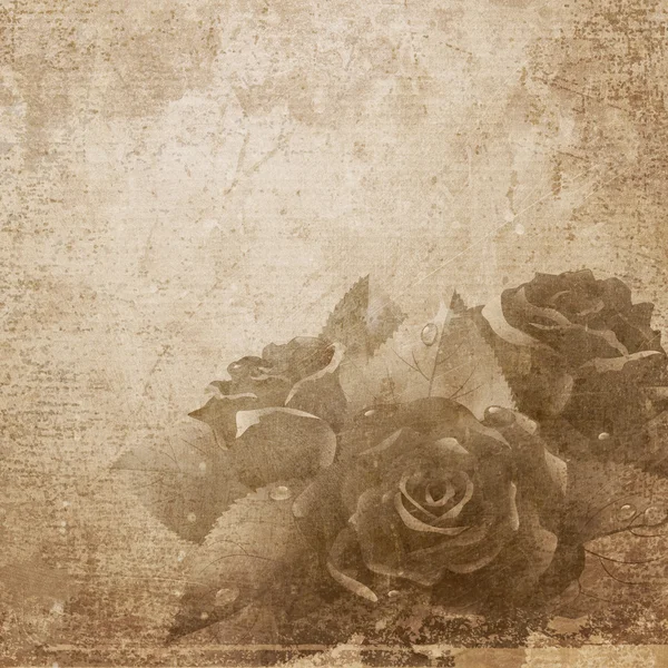 Roses on paper background. — Stock Photo, Image