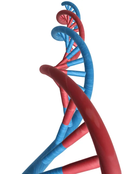 Espiral de DNA isolado no fundo branco . — Fotografia de Stock