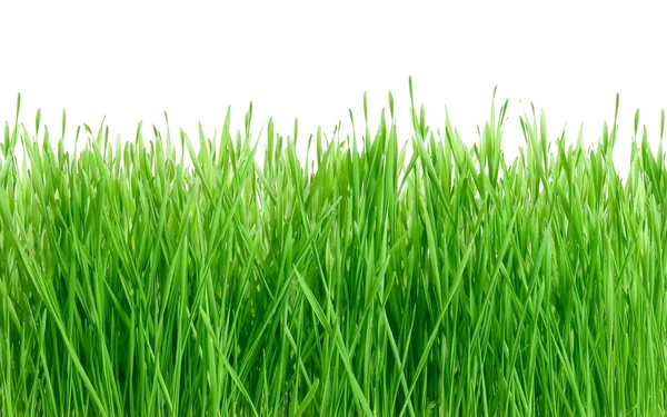 Zöld fű elszigetelt fehér háttér. — Stock Fotó