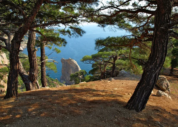 Çam ağaçlarının yamaç. — Stok fotoğraf