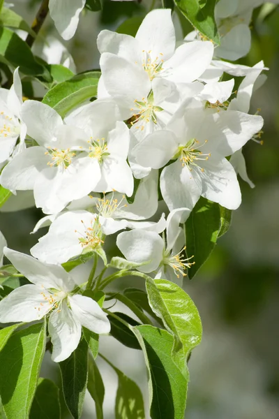 Manzana en flor . —  Fotos de Stock