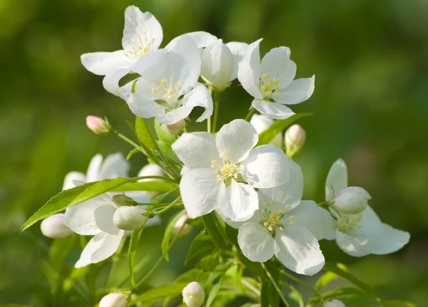 Flowering apple. — Stock Photo, Image