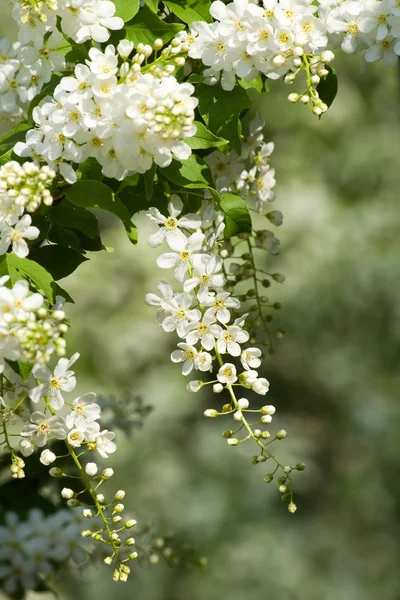 Oiseau à fleurs cerisier . — Photo