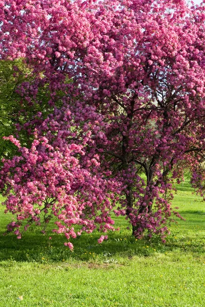 Kwitnące drzewo śliwkowe. — Zdjęcie stockowe