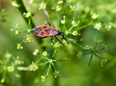 Pyrrhocoris apterus (red bug) on green plant. clipart