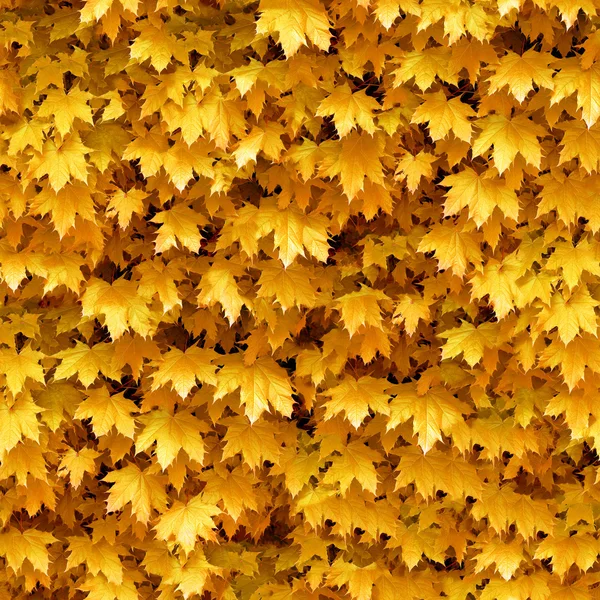 Seamlessly autumnal maple leafs pattern. — Stock Photo, Image