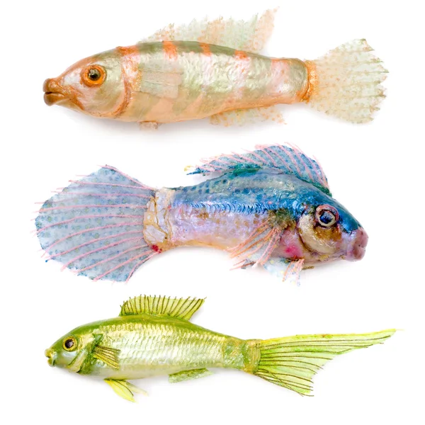 Три игрушечных маленьких рыбки — стоковое фото