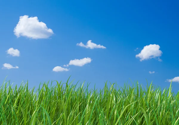 Grünes Gras auf blauem Himmel Hintergrund. — Stockfoto