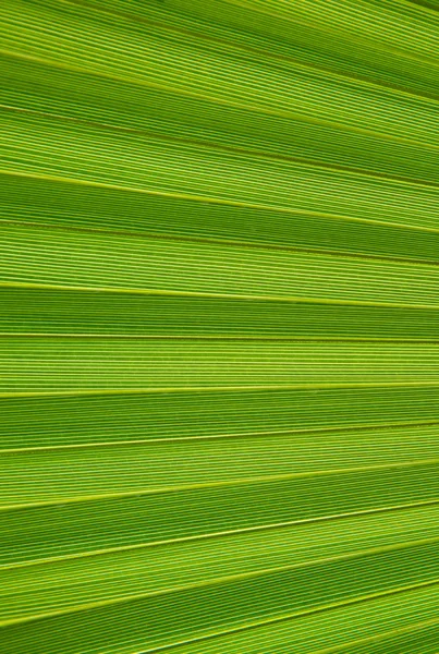 Textura da folha de palma — Fotografia de Stock