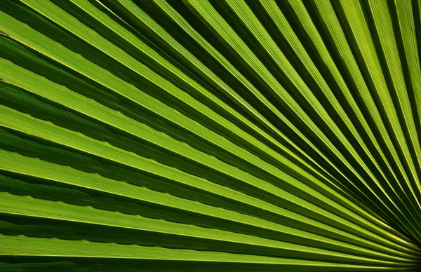 Palm leaf konsistens — Stockfoto