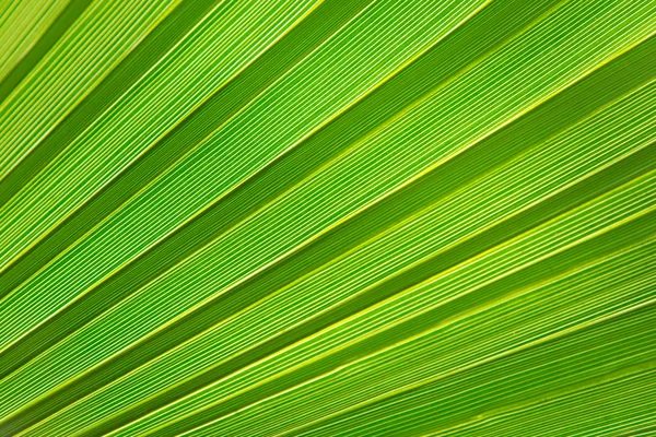 Palm leaf texture Royalty Free Stock Images