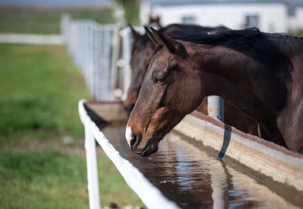 Cavallo beve acqua — Foto Stock