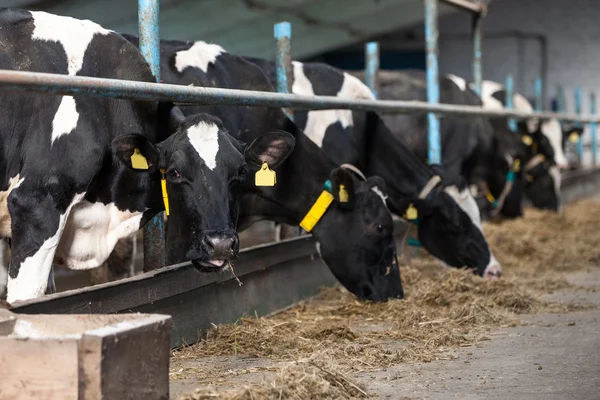 Vacas alimentando-se em grande galpão — Fotografia de Stock