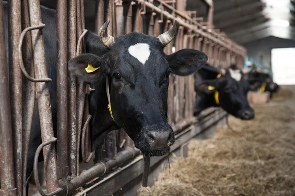 Vacas alimentando-se em grande galpão — Fotografia de Stock