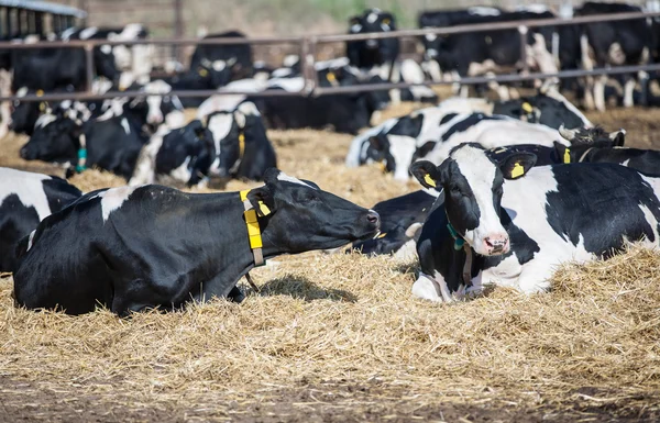 Vaches laitières en repos — Photo