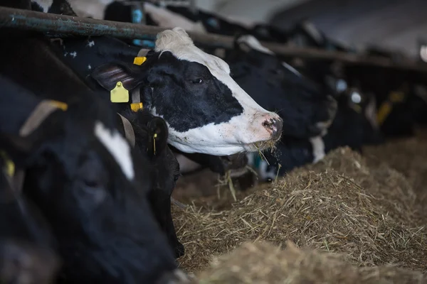 Kühe füttern im großen Kuhstall — Stockfoto