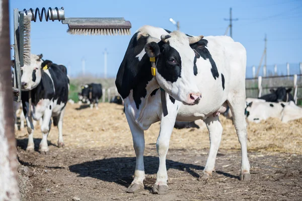 La vaca se rasca la cabeza —  Fotos de Stock