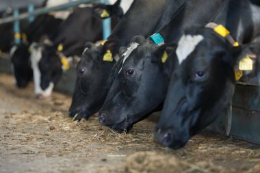 inek besleme büyük cowshed