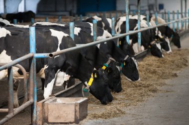 inek besleme büyük cowshed