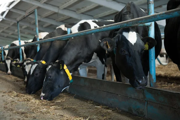 Vacas alimentando-se em grande galpão — Fotografia de Stock