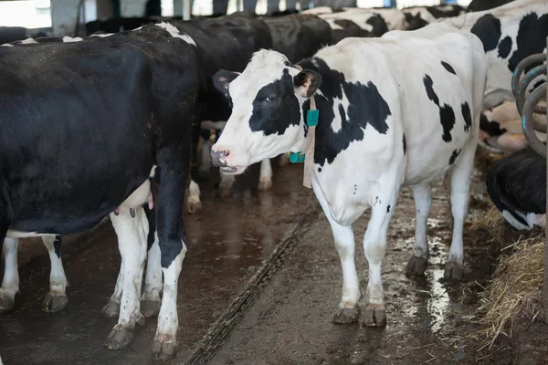 Büyük cowshed inekleri — Stok fotoğraf