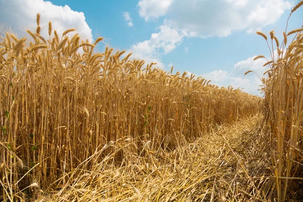 Sunny wheat field. Fresh harvest — Stock Photo, Image