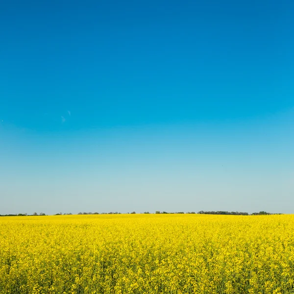 Canola floreciente o campo de colza — Foto de Stock