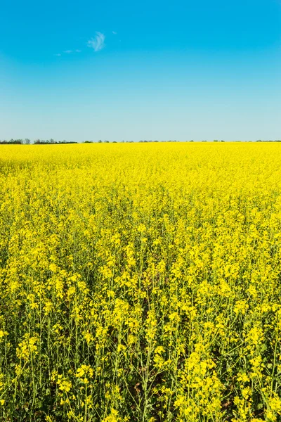 Blommande raps eller raps fält — Stockfoto