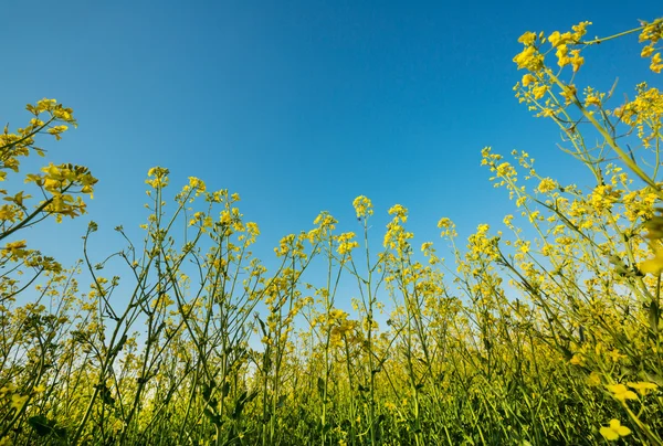 Canola floreciente o campo de colza — Foto de Stock