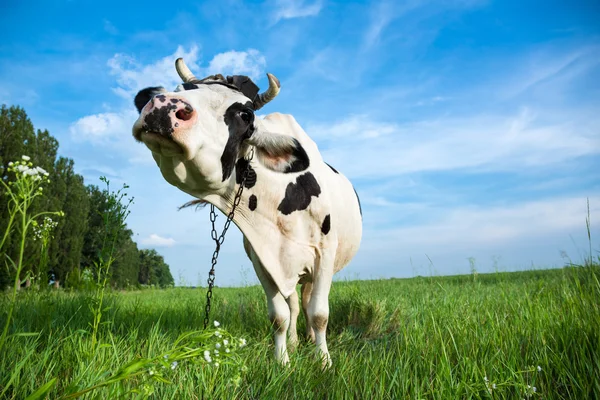 Vaca lechera divertida en un pasto — Foto de Stock