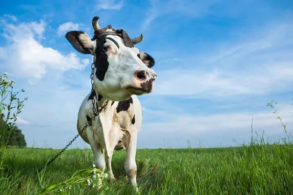 Vaca leiteira engraçada em um pasto — Fotografia de Stock