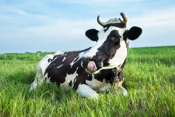 Melkkoe liggend op een weiland — Stockfoto