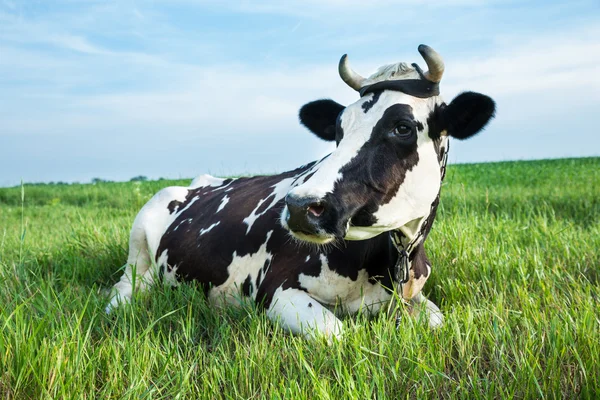 Vaca lechera acostada en un pasto — Foto de Stock