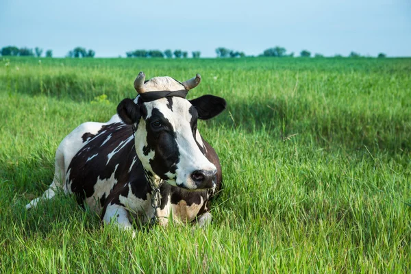 Vaca leiteira deitada em um pasto — Fotografia de Stock