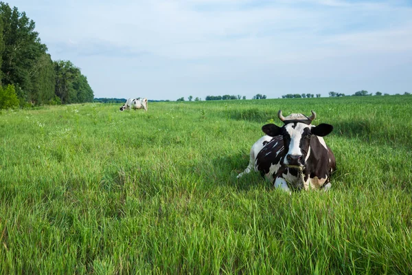 Vacca da latte sdraiata su un pascolo — Foto Stock